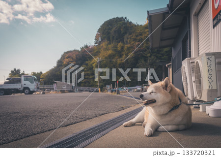 海を見つめる犬 133720321