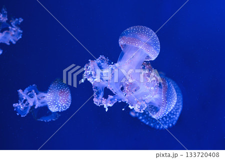 Group of Phyllorhiza punctata or Australian spotted jellyfish swim in deep blue water of aquarium 133720408
