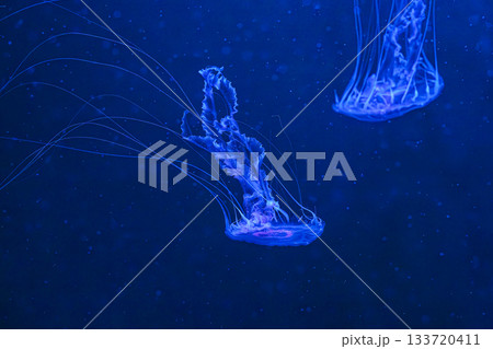 Chrysaora achlyos or black sea nettle jellyfish swim in blue water with illumination of aquarium 133720411