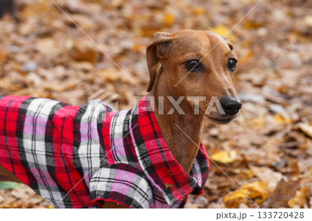 Domestic dog, pet. Small brown dachshund in red checkered outfit walks on leash in an autumn park Domestic dog, pet. Small brown dachshund in red checkered outfit walks on leash in an autumn park 133720428