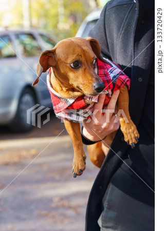 Small brown dachshund dog in warm plaid jacket being held outdoors on sunny autumn day Small brown dachshund dog in warm plaid jacket being held outdoors on sunny autumn day 133720429