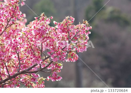 緑の中に映える満開の河津桜 133720684