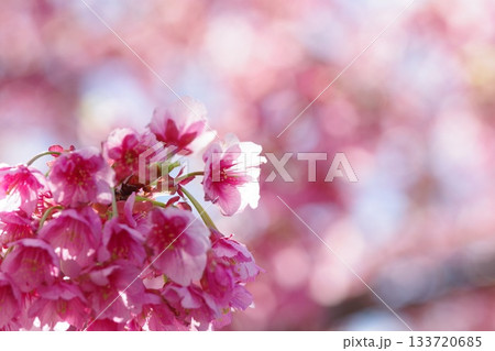 青空の下に映える満開の河津桜 133720685