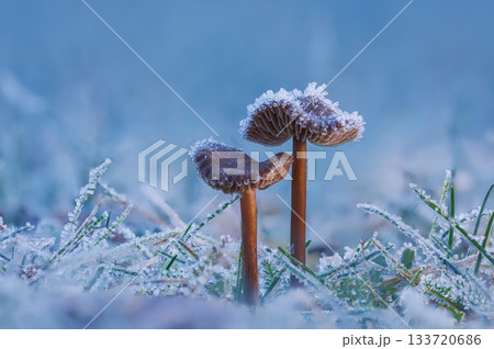 Frosted Mushroom in a Snowy Meadow, cold winter morning background Frosted Mushroom in a Snowy Meadow, cold winter morning background 133720686