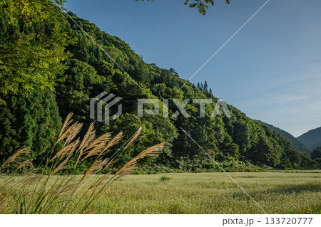 南会津の山あいに広がるそば畑とススキが揺れる初秋の風景(福島県) 南会津の山あいに広がるそば畑とススキが揺れる初秋の風景(福島県) 133720777