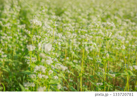 南会津に広がる白いそばの花畑と柔らかな光の初秋景色(福島県) 南会津に広がる白いそばの花畑と柔らかな光の初秋景色(福島県) 133720781