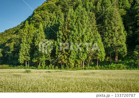 南会津に広がる白いそば畑と杉林が並ぶ初秋の風景（福島県） 133720787