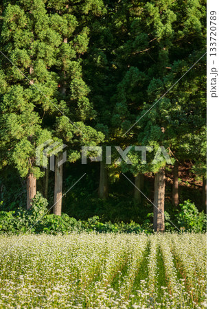 南会津に広がるそば畑と杉林が織りなす初秋の風景(福島県) 南会津に広がるそば畑と杉林が織りなす初秋の風景(福島県) 133720789