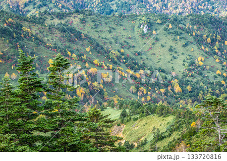 渋峠の山肌を彩る秋の紅葉と針葉樹の広がる風景（長野県山ノ内町） 133720816