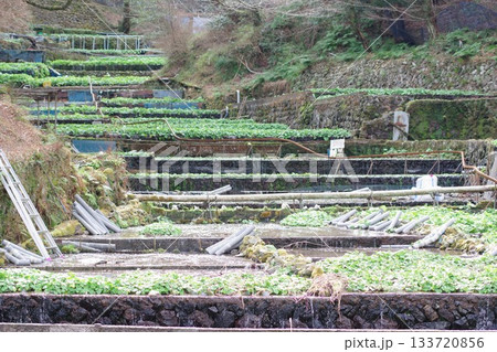 伊豆半島の山奥の谷間に広がるわさび田 133720856