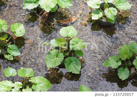 清冽な水の中で育つわさびの葉 清冽な水の中で育つわさびの葉 133720857