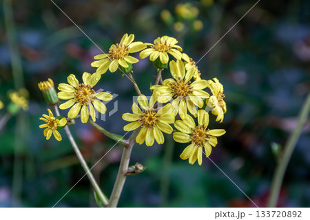 冬に黄色い花が咲くツワブキの花【キク科ツワブキ属】 冬に黄色い花が咲くツワブキの花【キク科ツワブキ属】 133720892