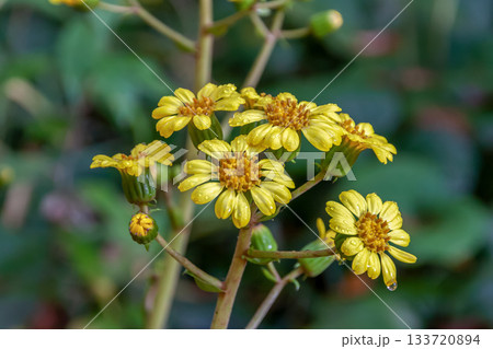 冬に黄色い花が咲くツワブキの花【キク科ツワブキ属】 冬に黄色い花が咲くツワブキの花【キク科ツワブキ属】 133720894