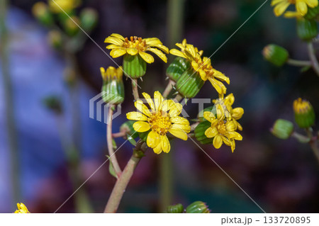 冬に黄色い花が咲くツワブキの花【キク科ツワブキ属】 133720895