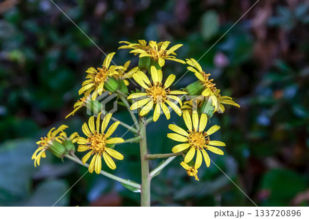 冬に黄色い花が咲くツワブキの花【キク科ツワブキ属】 133720896