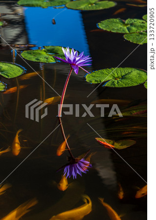 蓮池を泳ぐ黄色い魚たちと蓮の花 133720905