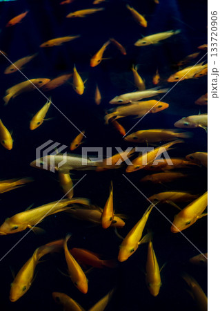 蓮池を泳ぐ黄色い魚たち 蓮池を泳ぐ黄色い魚たち 133720906