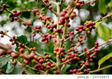 Farmer concept harvest fruit ripe coffee seed robusta arabica berry close up fresh green leaf bean picking orange crop red yellow berries raw plant tree farm growth blur background eco organic garden Farmer concept harvest fruit ripe coffee seed robusta arabica berry close up fresh green leaf bean picking orange crop red yellow berries raw plant tree farm growth blur background eco organic garden 133720973