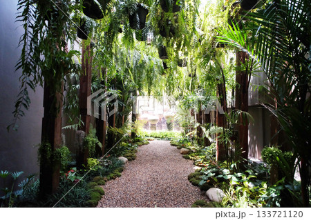 Tropical plant with palm and fern decorated in garden with gravel floor 133721120