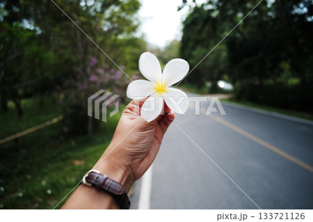 Hand holding a blooming frangipani flower on country road on the mountain and tropical forest in Thailand Hand holding a blooming frangipani flower on country road on the mountain and tropical forest in Thailand 133721126