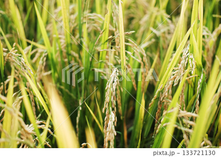 Close up green rice paddy on rice plant in Thailand Close up green rice paddy on rice plant in Thailand 133721130