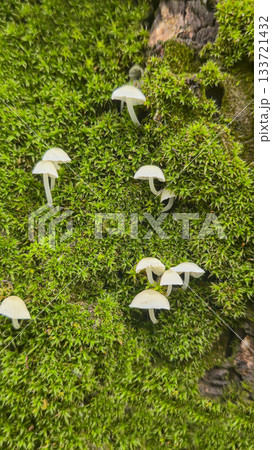 White mushrooms - dung beetles- on tree bark The tree is covered with green moss White mushrooms - dung beetles- on tree bark The tree is covered with green moss 133721432