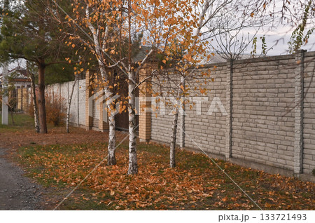 Bright autumn leaves near birch trees along brick wall in calm environment. Seasonal outdoor view with orange foliage and urban fence line. autumn concept Bright autumn leaves near birch trees along brick wall in calm environment. Seasonal outdoor view with orange foliage and urban fence line. autumn concept 133721493