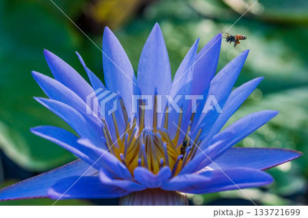 紫色の睡蓮に近づくミツバチのマクロ写真 紫色の睡蓮に近づくミツバチのマクロ写真 133721699