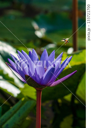 紫色の睡蓮に近づくミツバチのマクロ写真 133721700