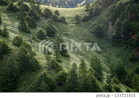 横手山ドライブイン周辺・深い緑の斜面に広がる高山植物の風景(長野県) 横手山ドライブイン周辺・深い緑の斜面に広がる高山植物の風景(長野県) 133721815
