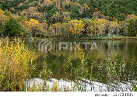 木戸池の水辺に映る秋色の森と草紅葉(長野県山ノ内町) 木戸池の水辺に映る秋色の森と草紅葉(長野県山ノ内町) 133721839