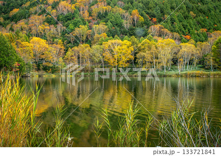 木戸池に映る黄葉の森と静かな湖面の秋景色（長野県山ノ内町） 133721841