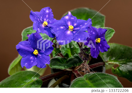 Four Spotted African Violets Against a Warm Brown Background Four Spotted African Violets Against a Warm Brown Background 133722206