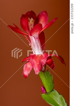 Striking Red Christmas Cactus Flower and Green Stem against Warm Brown Background Striking Red Christmas Cactus Flower and Green Stem against Warm Brown Background 133722209