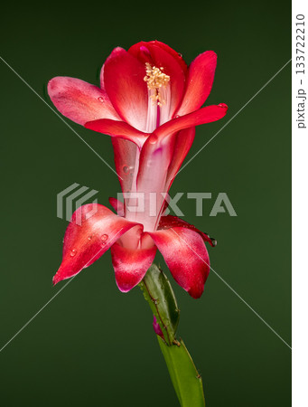 Vivid Red and White Schlumbergera Flower Vertical Shot on Dark Green Vivid Red and White Schlumbergera Flower Vertical Shot on Dark Green 133722210