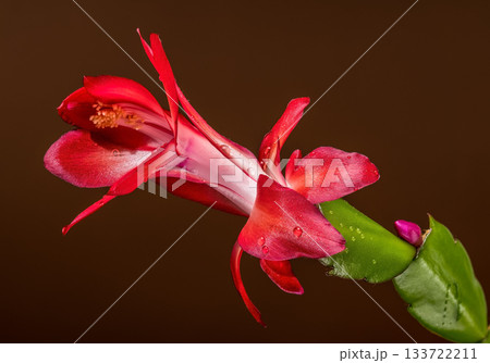 Deep Red Christmas Cactus Blossom Horizontal Macro on Rich Brown Background Deep Red Christmas Cactus Blossom Horizontal Macro on Rich Brown Background 133722211