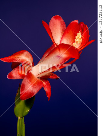 Vibrant Red Christmas Cactus Flower Horizontal Macro on Deep Blue Backdrop Vibrant Red Christmas Cactus Flower Horizontal Macro on Deep Blue Backdrop 133722212