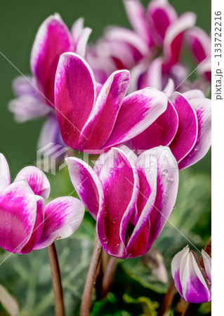 Vivid Magenta and White Cyclamen Blooms Against Rich Green Background Vivid Magenta and White Cyclamen Blooms Against Rich Green Background 133722216