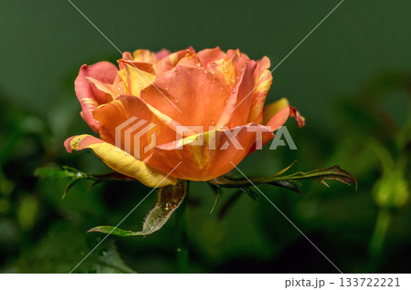 Orange Striped Rose and Bud with Water Droplets on Wet Leaves Orange Striped Rose and Bud with Water Droplets on Wet Leaves 133722221