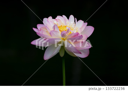 ピンクの蓮の花　黒背景 133722236