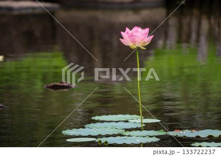 ピンクの蓮の花 133722237
