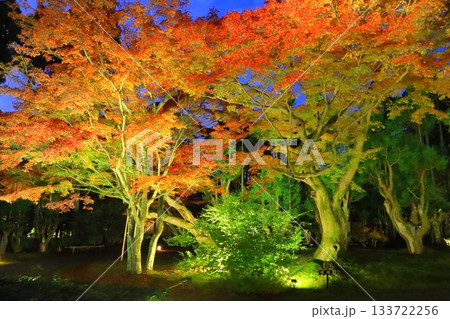 京都の秋(しょうざんリゾート・ライトアップ・京都市) 京都の秋(しょうざんリゾート・ライトアップ・京都市) 133722256
