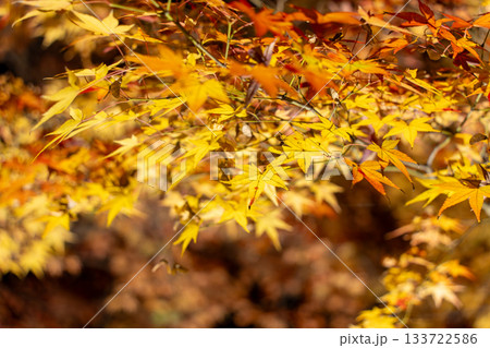 ライトアップされた永観堂の紅葉 ライトアップされた永観堂の紅葉 133722586