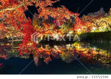 ライトアップされた永観堂の紅葉 ライトアップされた永観堂の紅葉 133722590