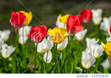 色とりどりのチューリップが咲き誇る花畑 色とりどりのチューリップが咲き誇る花畑 133722610