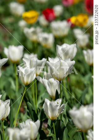 色とりどりのチューリップが咲き誇る花畑 色とりどりのチューリップが咲き誇る花畑 133722620