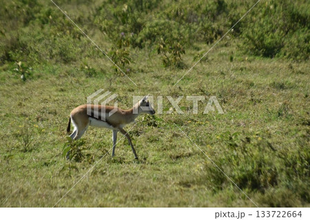 ケニアのサファリ ナクル湖国立公園で見られる野生動物インパラ 133722664