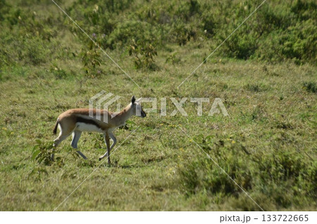 ケニアのサファリ ナクル湖国立公園で見られる野生動物インパラ 133722665