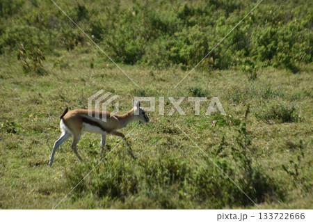 ケニアのサファリ ナクル湖国立公園で見られる野生動物インパラ 133722666