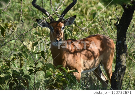 ケニアのサファリ ナクル湖国立公園で見られる野生動物インパラ 133722671
